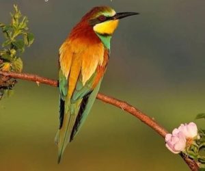 e1ef6b1511175103949b82a229ea0710