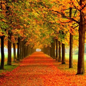 1e6006496cec394e7da669516f53f970