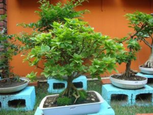 c79100bd9a1c81231de8bfb99f98f395