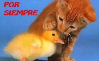 59d925d75340d64d31d5ce71bf6ceaf4