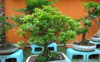 c79100bd9a1c81231de8bfb99f98f395 c79100bd9a1c81231de8bfb99f98f395