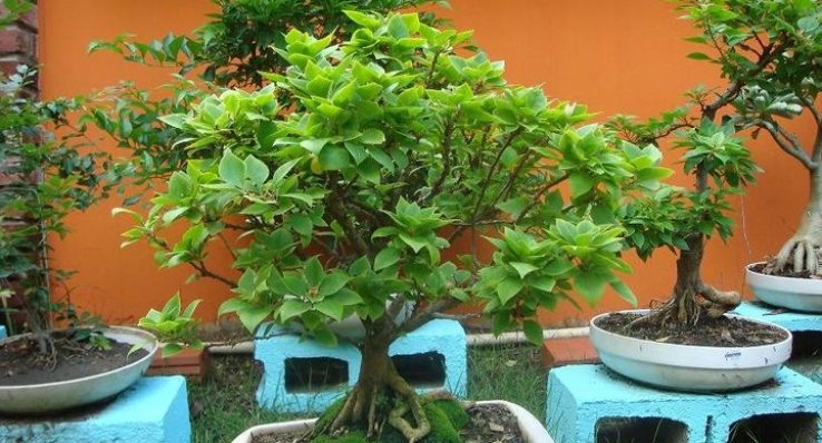 c79100bd9a1c81231de8bfb99f98f395 c79100bd9a1c81231de8bfb99f98f395